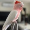 Major Mitchell Cockatoo For Sale