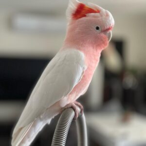 Major Mitchell Cockatoo For Sale