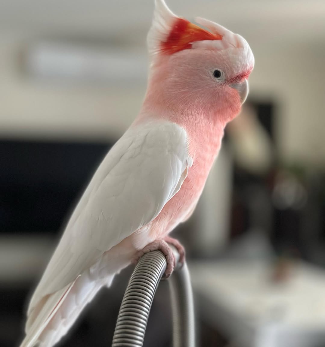 Major Mitchell Cockatoo For Sale