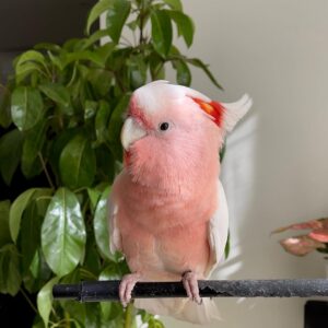 Major Mitchell Cockatoo For Sale