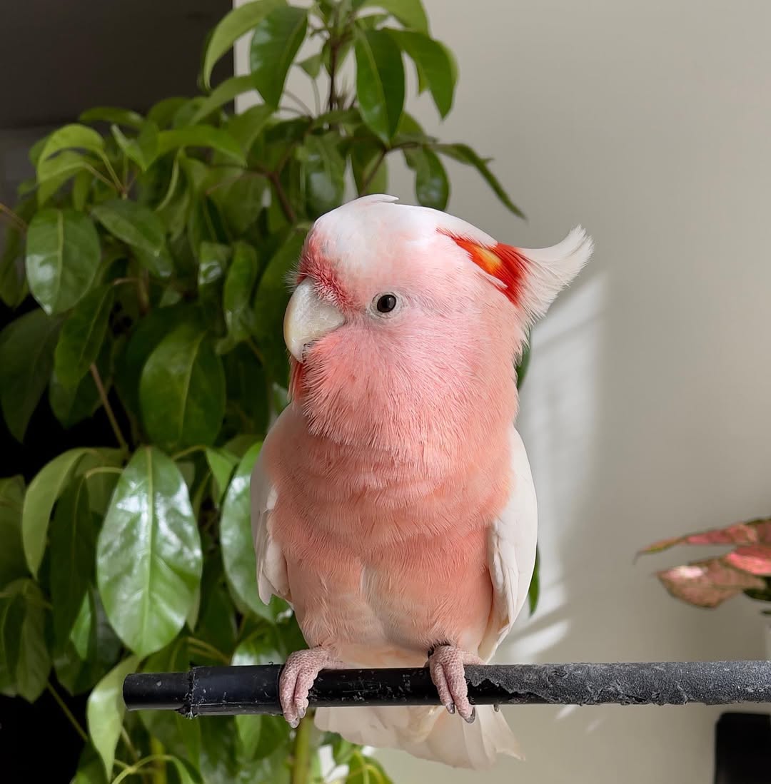 Major Mitchell Cockatoo For Sale