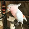 Major Mitchell Cockatoo Parrot For Sale