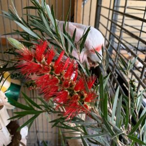 Major Mitchell Cockatoo Parrot For Sale