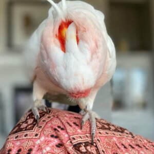 Major Mitchells Cockatoo