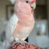 Major Mitchells Cockatoo