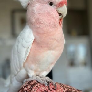 Major Mitchells Cockatoo