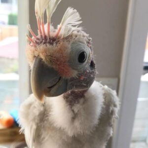 Moluccan Cockatoo For Sale