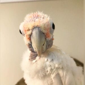 Moluccan Cockatoo For Sale