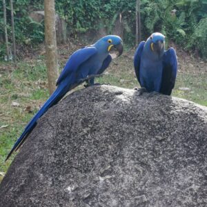 Parrot Hyacinth Macaw For Sale