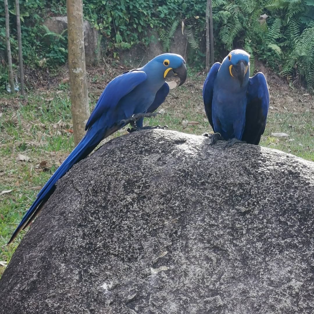 Parrot Hyacinth Macaw For Sale