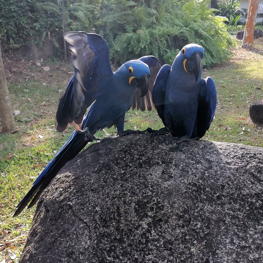 Parrot Hyacinth Macaw For Sale