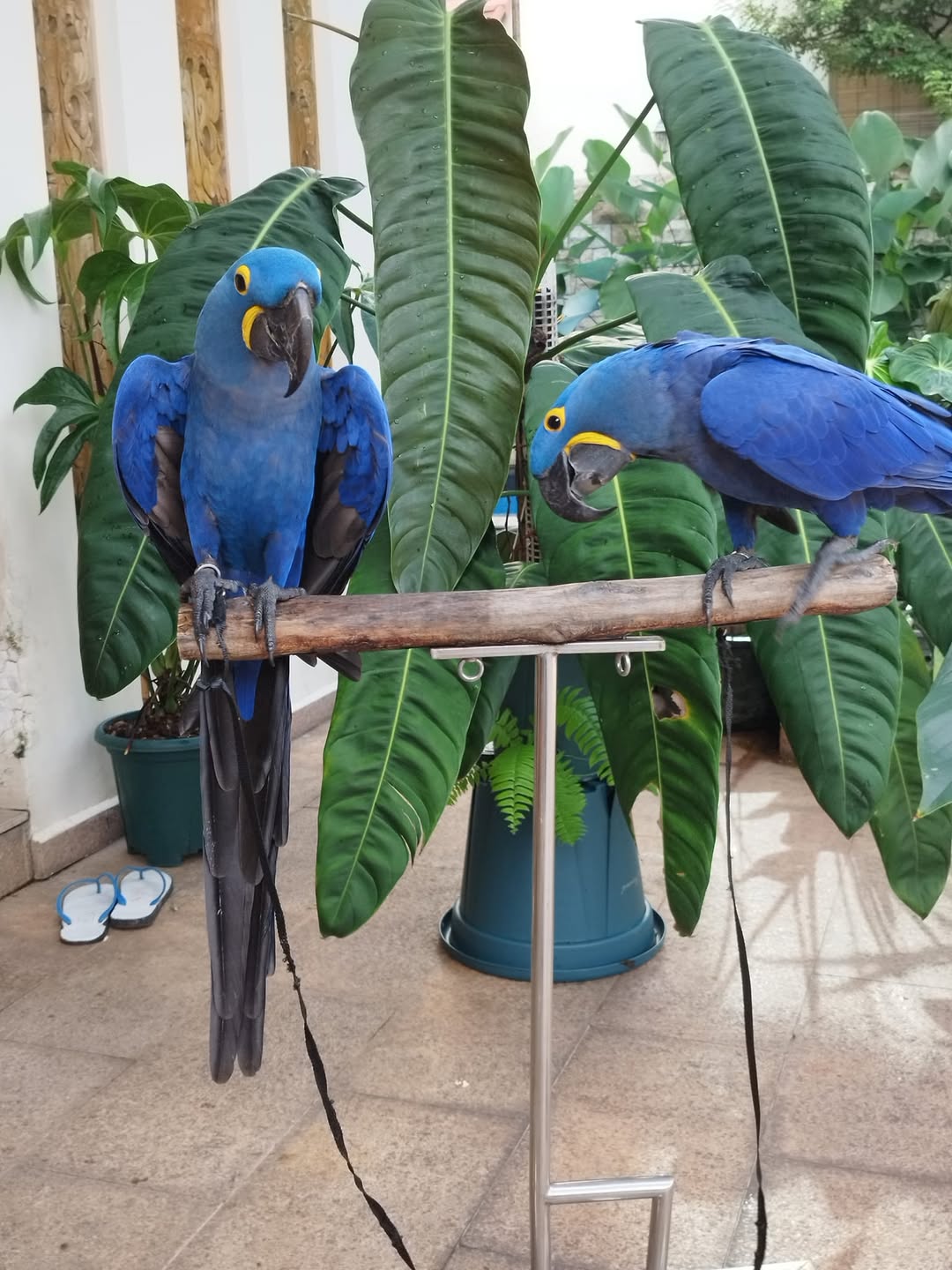 Parrot Hyacinth Macaw For Sale