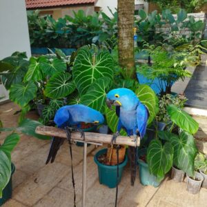 Parrot Hyacinth Macaw For Sale