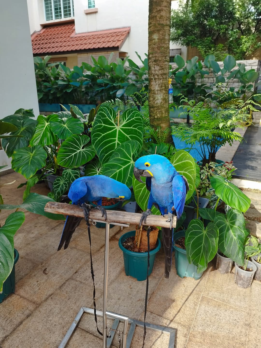 Parrot Hyacinth Macaw For Sale