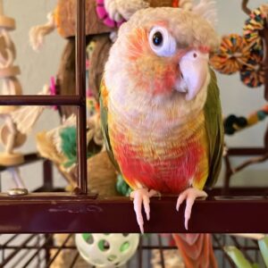 Pineapple Cheek Conure