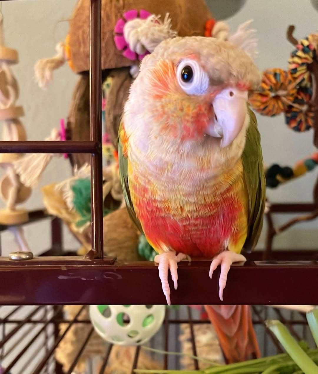Pineapple Cheek Conure