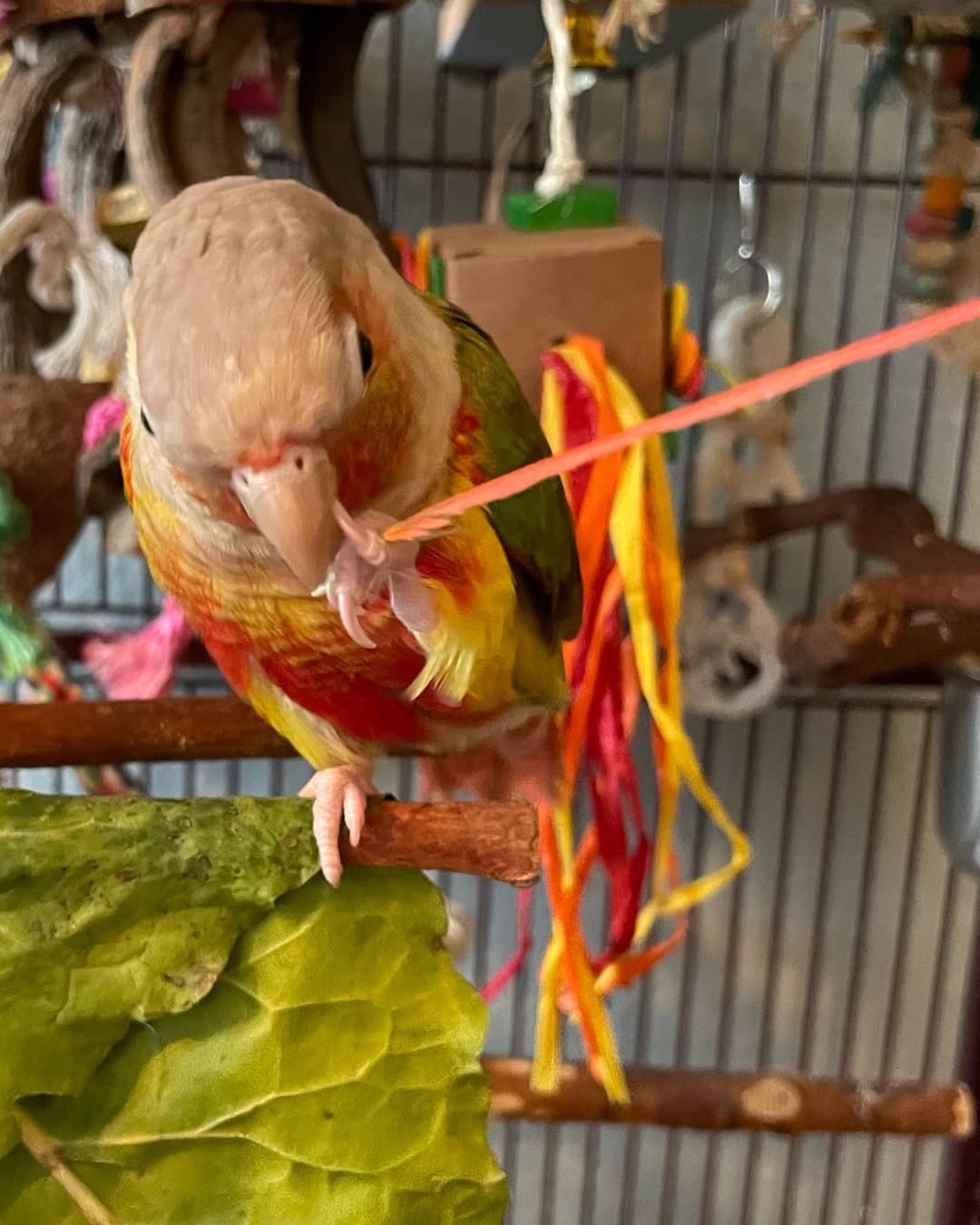Pineapple Cheek Conure