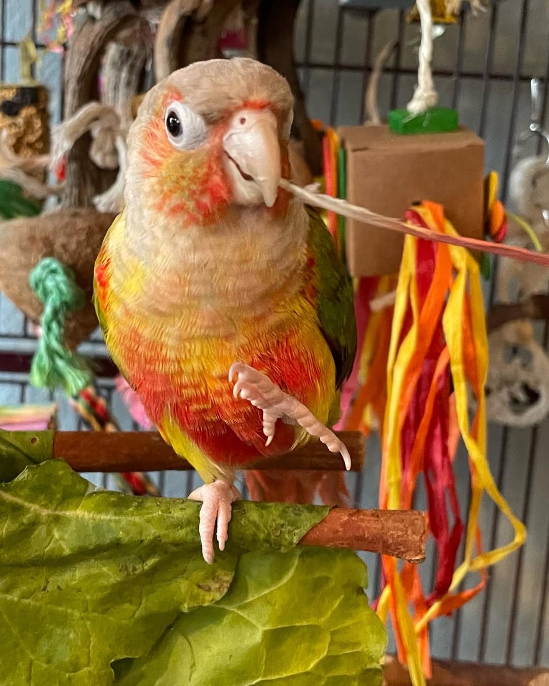 Pineapple Cheek Conure