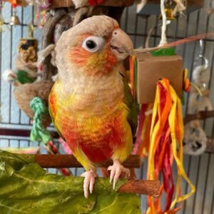 Pineapple Cheek Conure
