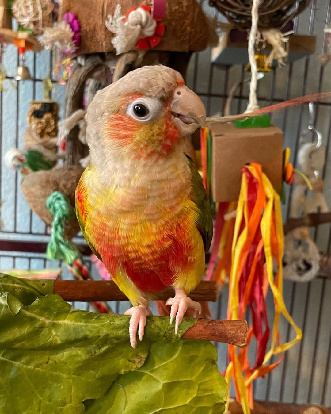 Pineapple Cheek Conure
