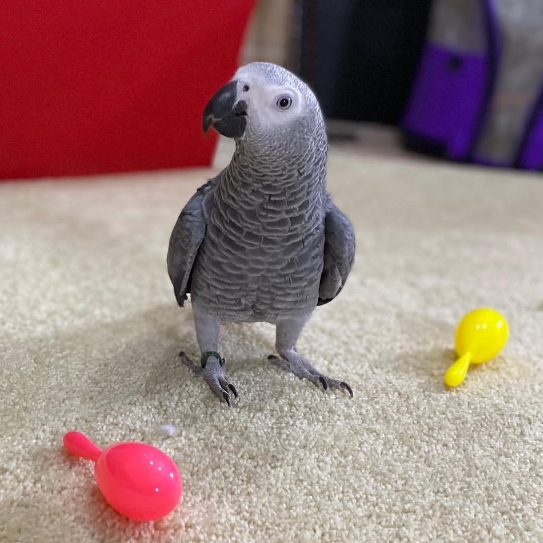 Price For African Grey Parrot