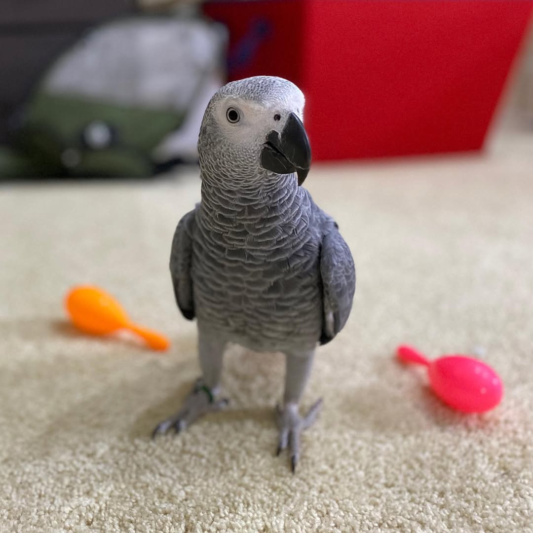 Price For African Grey Parrot