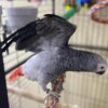 Price For African Grey Parrot