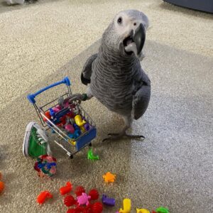 Price For African Grey Parrot