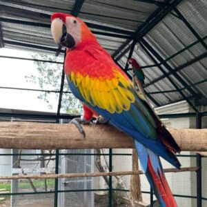 Price Of Scarlet Macaw