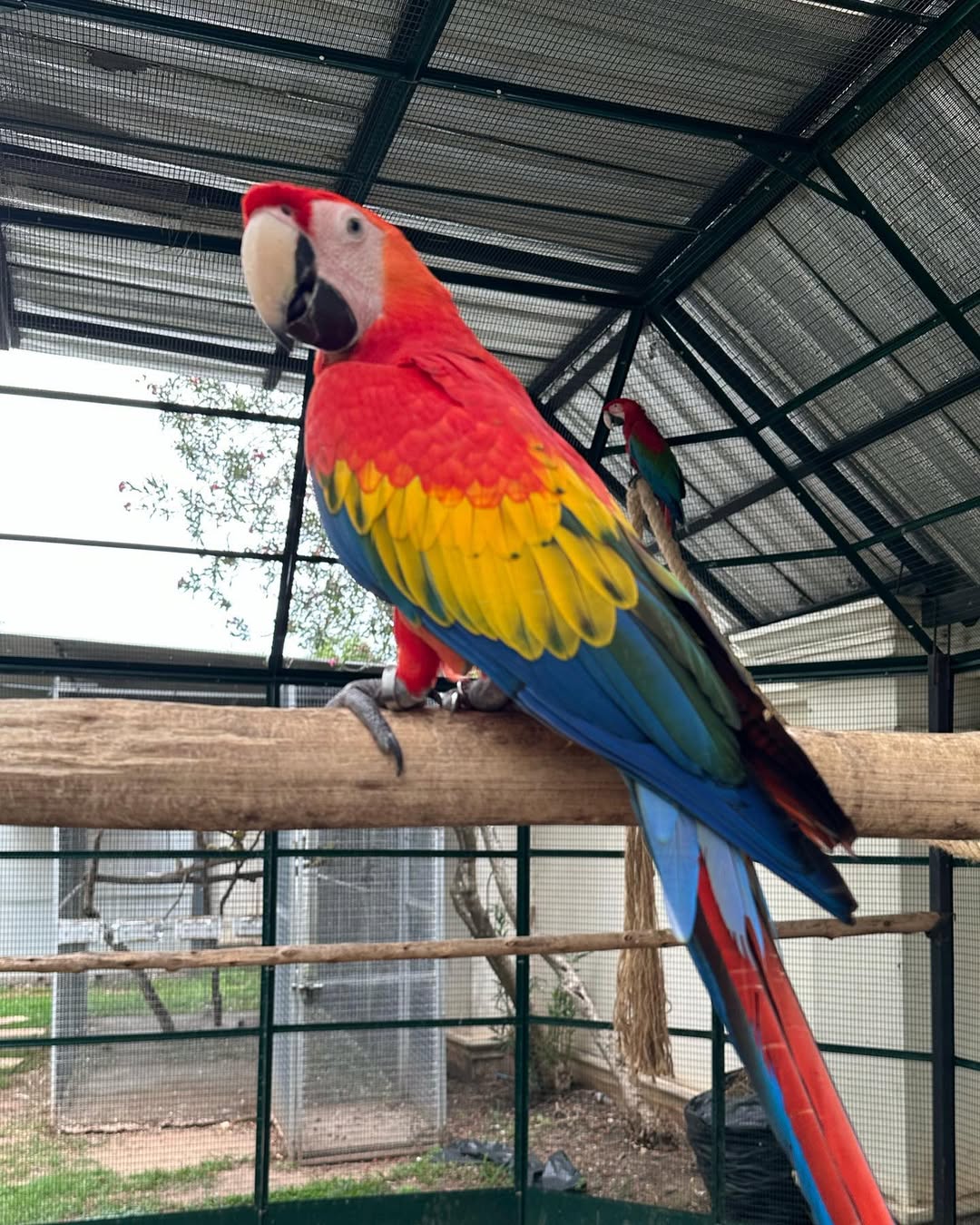 Price Of Scarlet Macaw