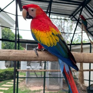 Price Of Scarlet Macaw