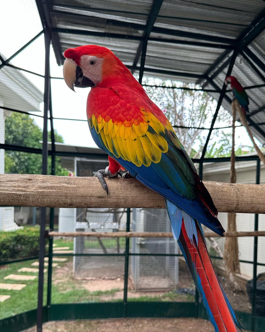 Price Of Scarlet Macaw