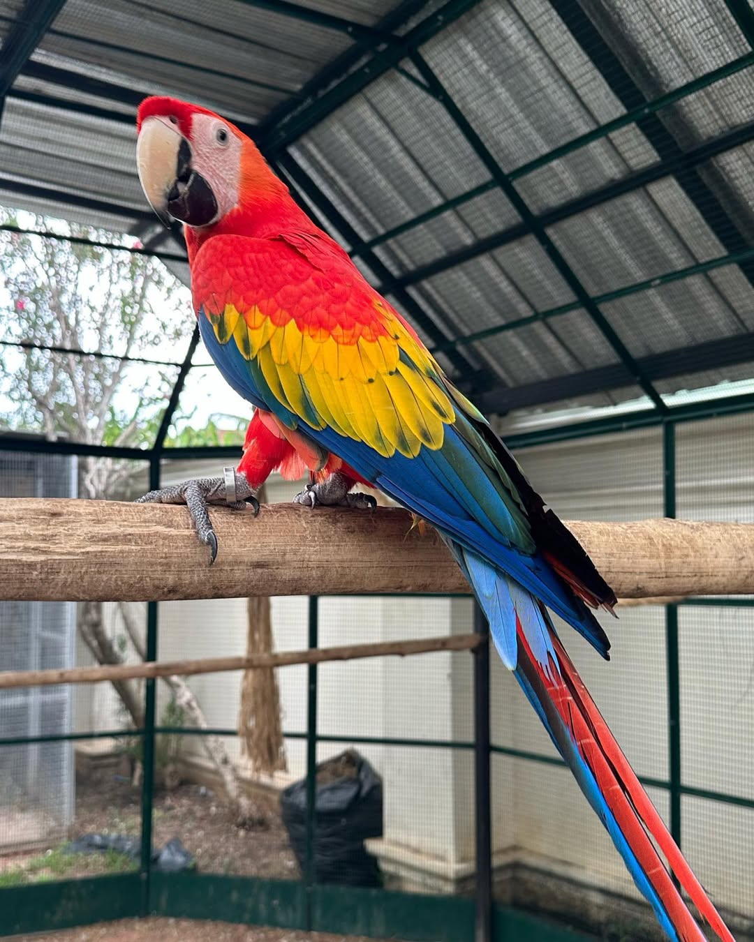 Price Of Scarlet Macaw