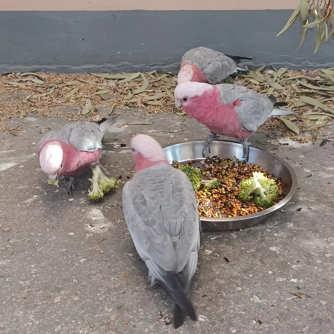 Rose Breasted Cockatoo For Sale