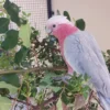 Rose Breasted Cockatoo For Sale