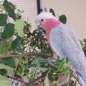 Rose Breasted Cockatoo For Sale
