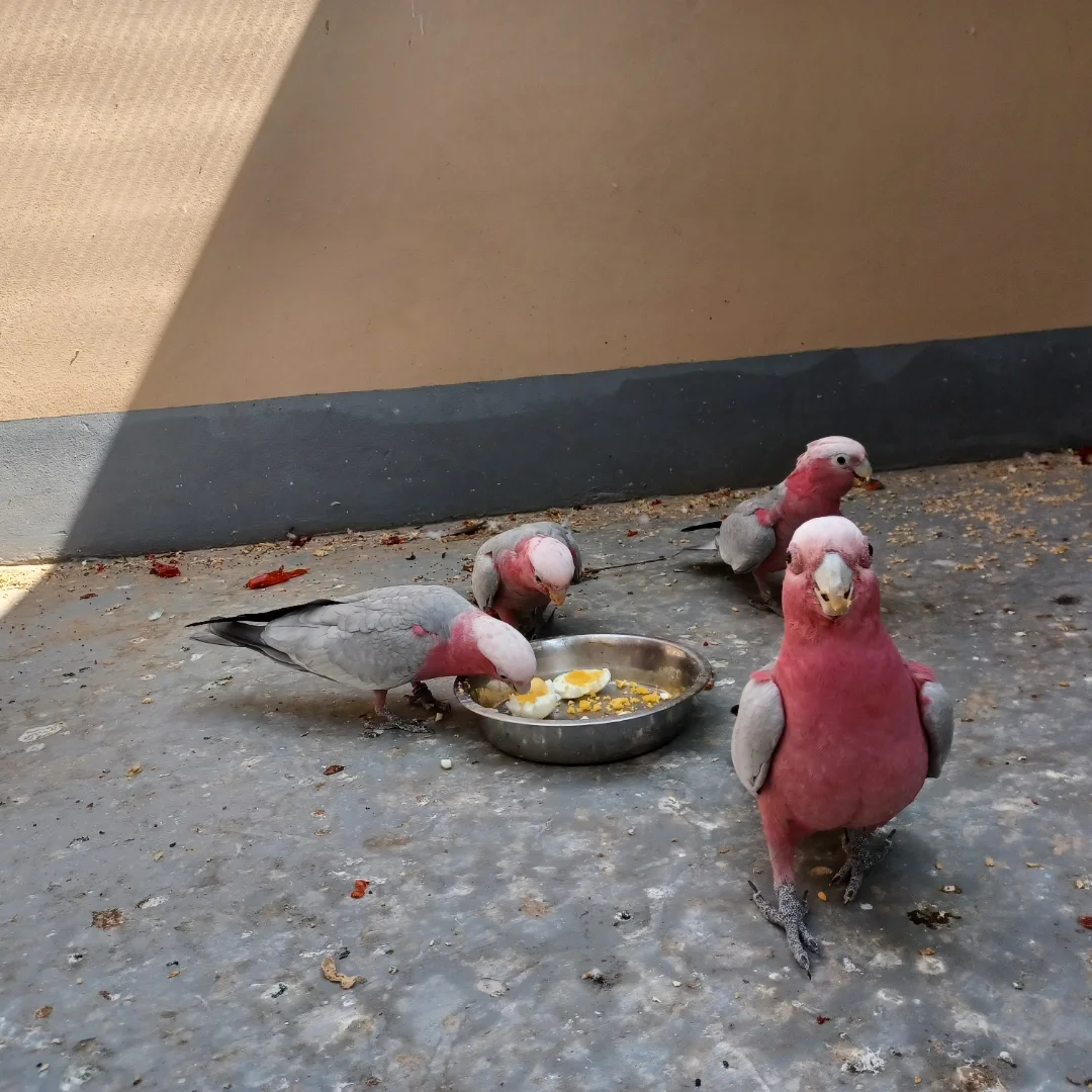 Rose Breasted Cockatoo For Sale
