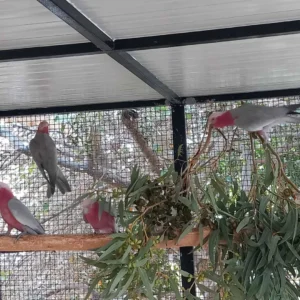 Rose Breasted Cockatoo For Sale