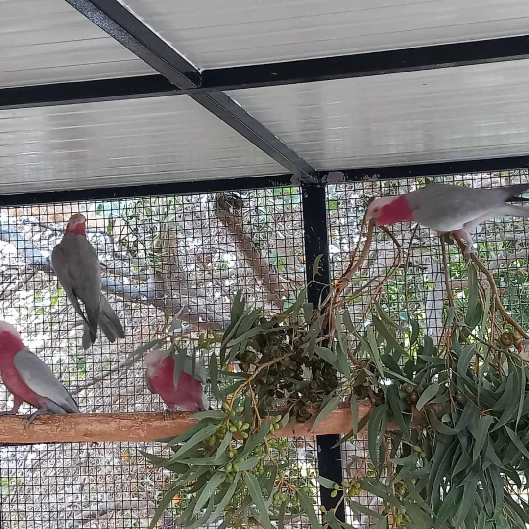 Rose Breasted Cockatoo For Sale