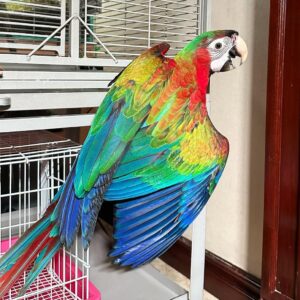 Scarlet Macaw Animal