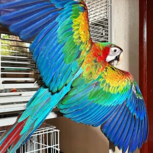 Scarlet Macaw Animal