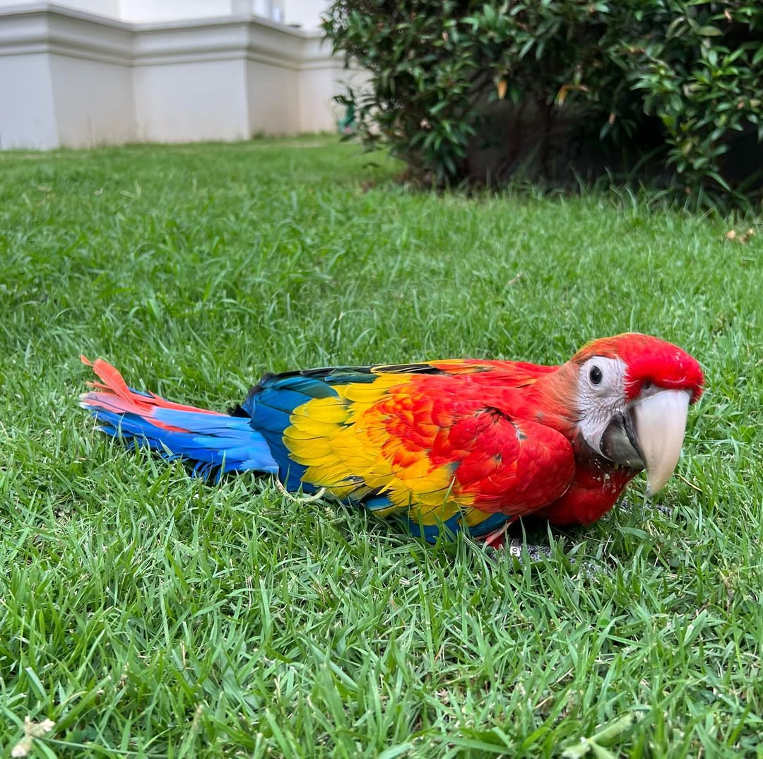 Scarlet Macaw Birds For Sale