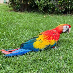 Scarlet Macaw Birds For Sale