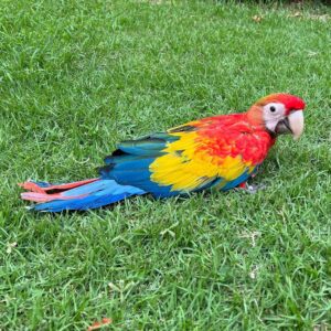 Scarlet Macaw Birds For Sale