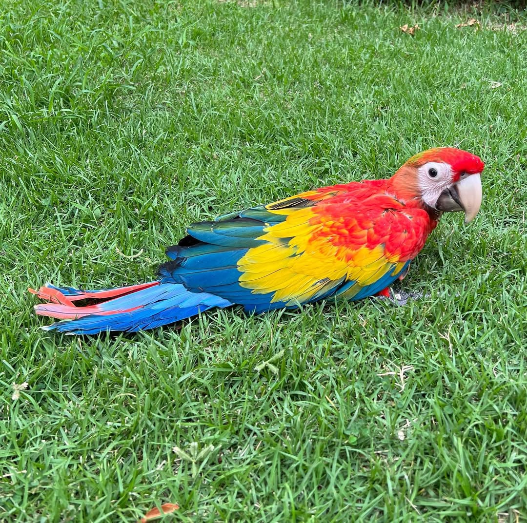 Scarlet Macaw Birds For Sale