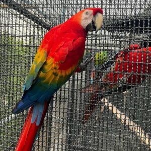 Scarlet Macaw For Sale