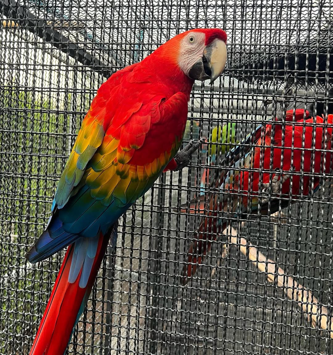 Scarlet Macaw For Sale