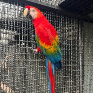 Scarlet Macaw For Sale