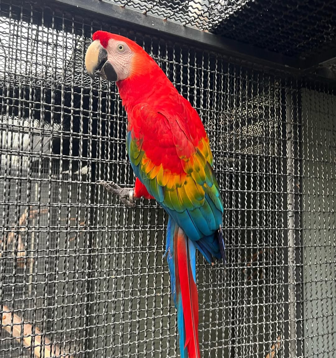 Scarlet Macaw For Sale