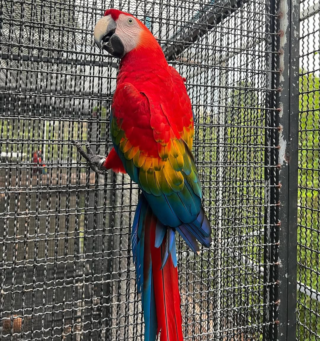 Scarlet Macaw For Sale